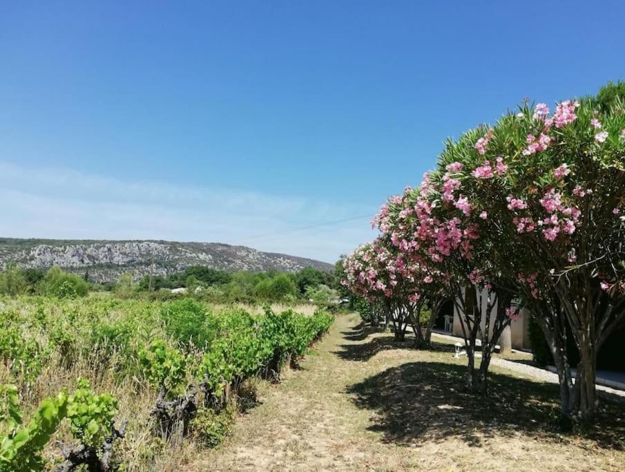 Saint-Martin-dʼArdèche Maison A Louer En Ardeche Du Sud מראה חיצוני תמונה